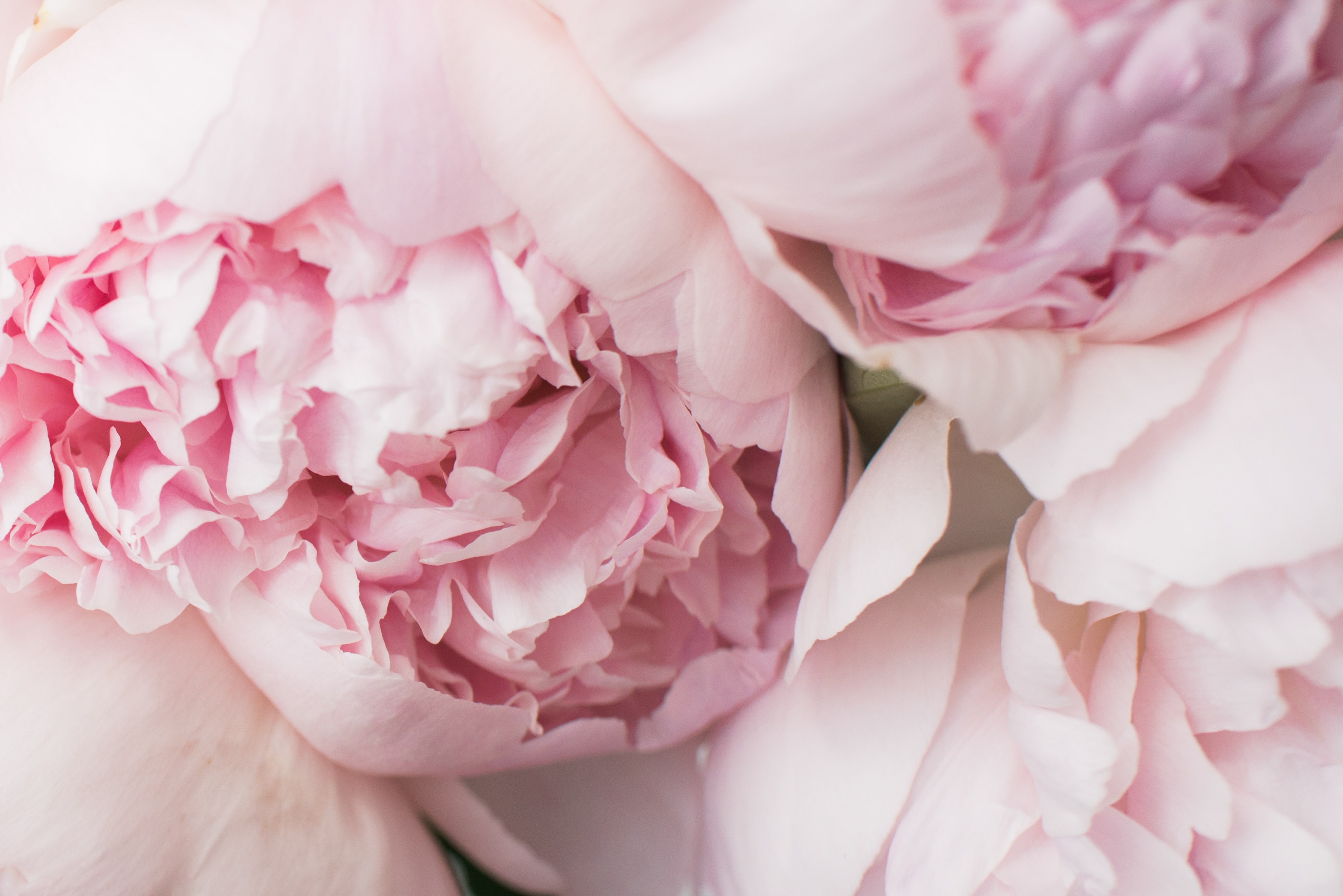 Breathe Well - Live Well: Breath Coaching